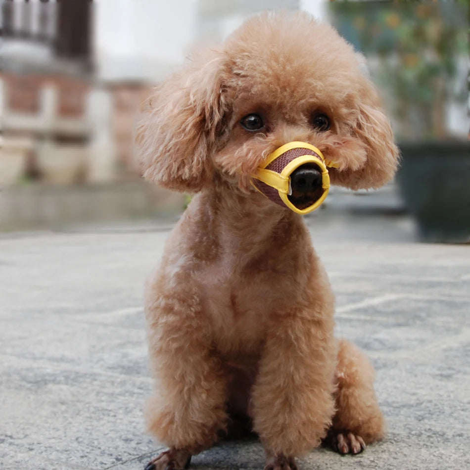 Cute poodle wearing a breathable brown and yellow nylon mesh dog muzzle for safe, comfortable training.