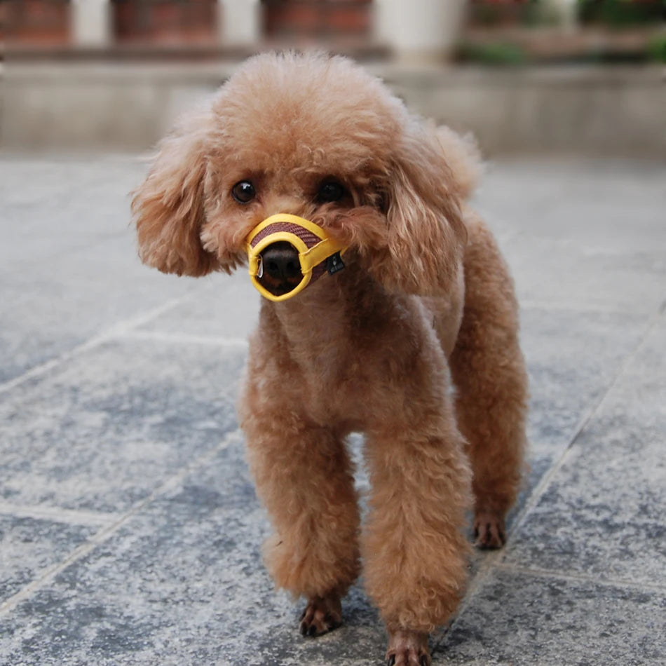Cute poodle wearing a breathable yellow nylon mesh dog muzzle for safe, comfortable training.
