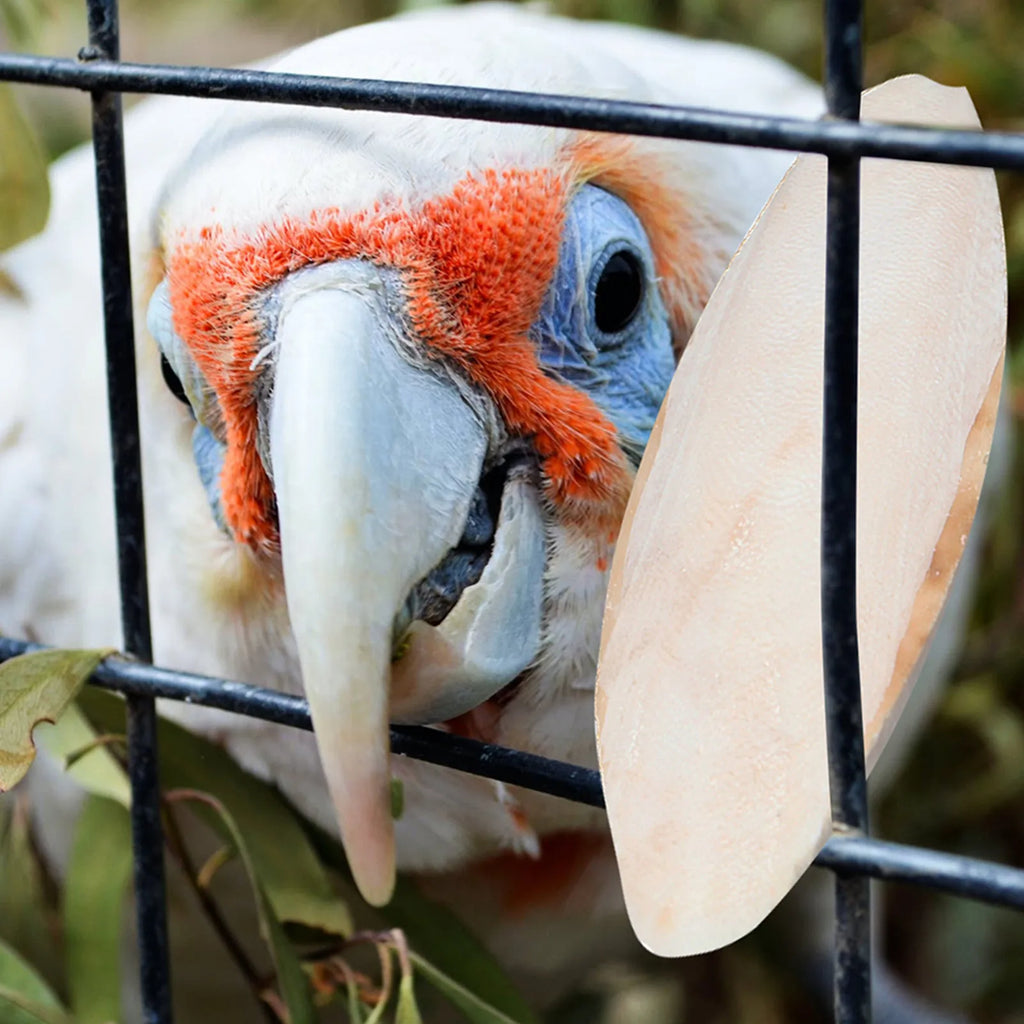 Cockatoo chewing a natural white cuttlebone for calcium supplement, essential bird toy for beak health.