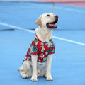 Labrador wearing a breathable red Hawaiian pineapple print dog shirt for comfortable summer pet style.