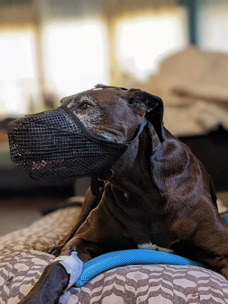 Black breathable mesh dog muzzle, adjustable anti-bite mask for safe drinking and lick control on a resting dog.