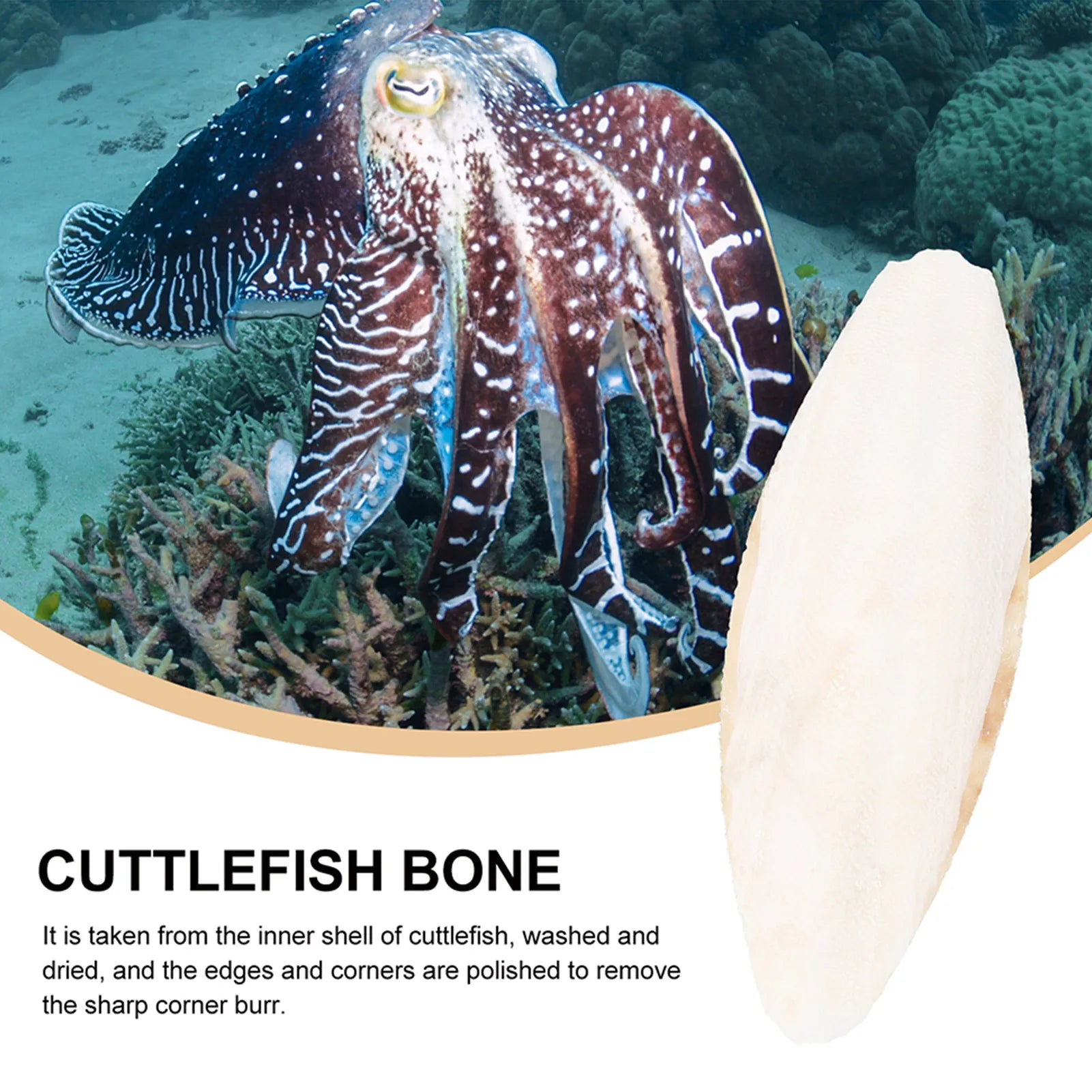 10pcs natural cuttlebone for birds and hamsters, mineral-rich calcium chew toy for beak trimming and pet health.