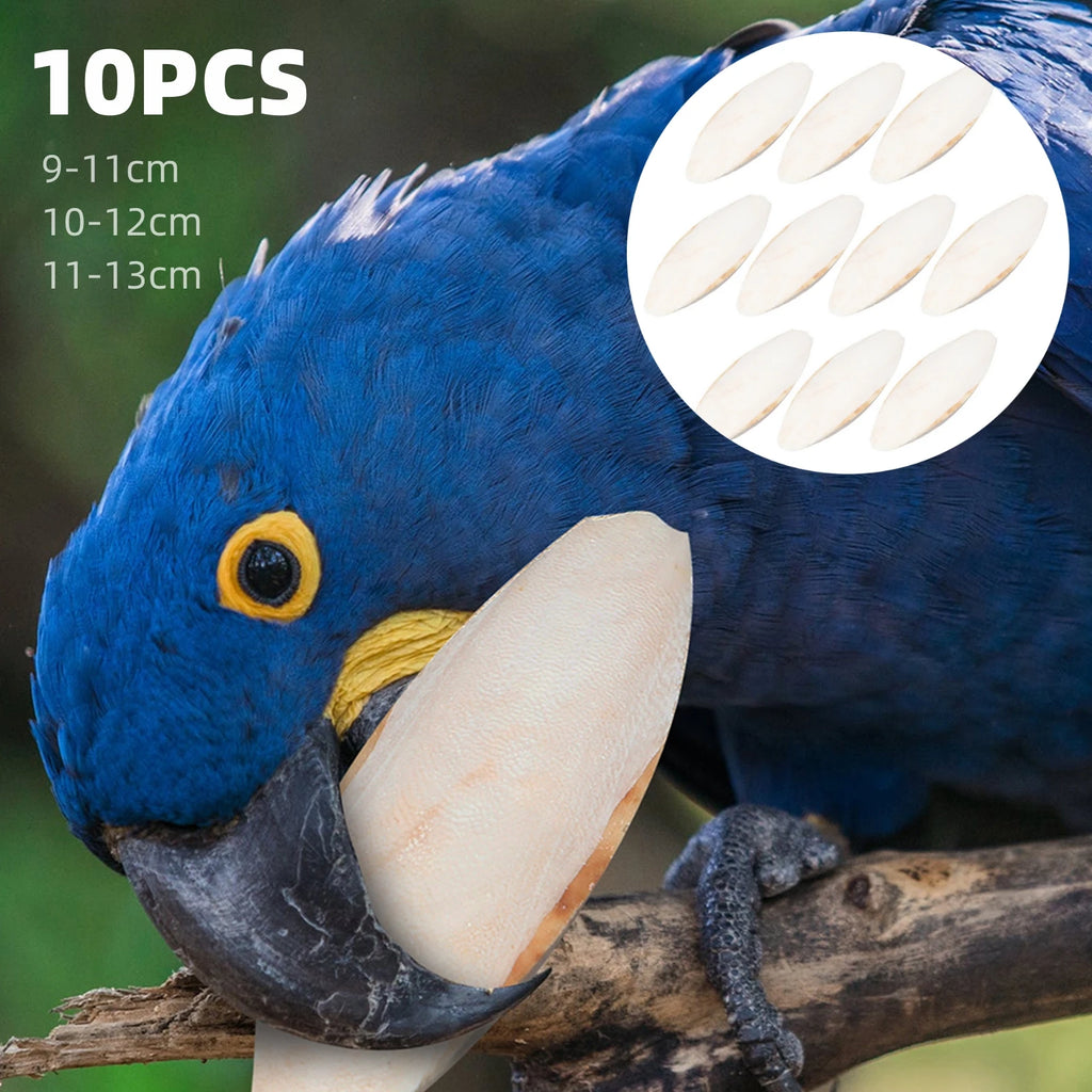 10pcs white cuttlebone calcium supplement for parrots, birds, and hamsters to support healthy beaks and chewing.