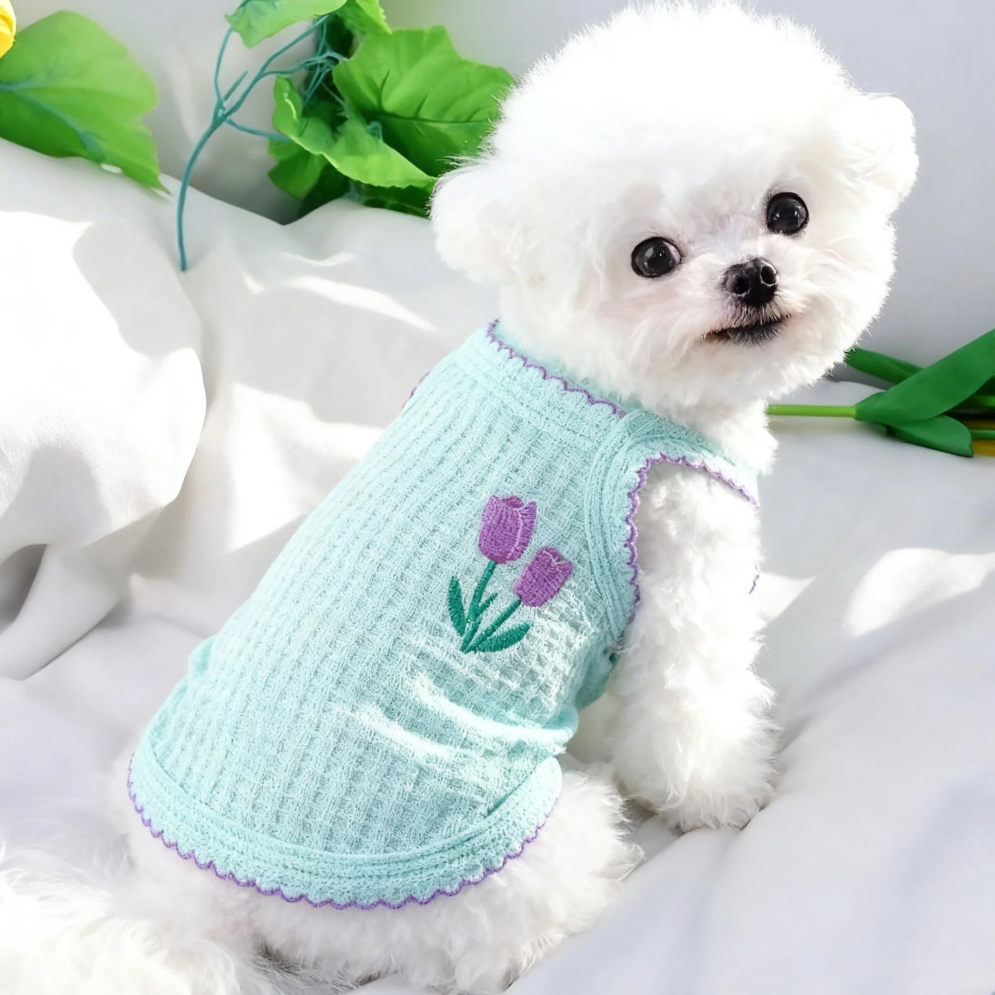 Small dog wearing a soft, breathable mint green summer vest with purple tulip embroidery for Bichons and Yorkies.