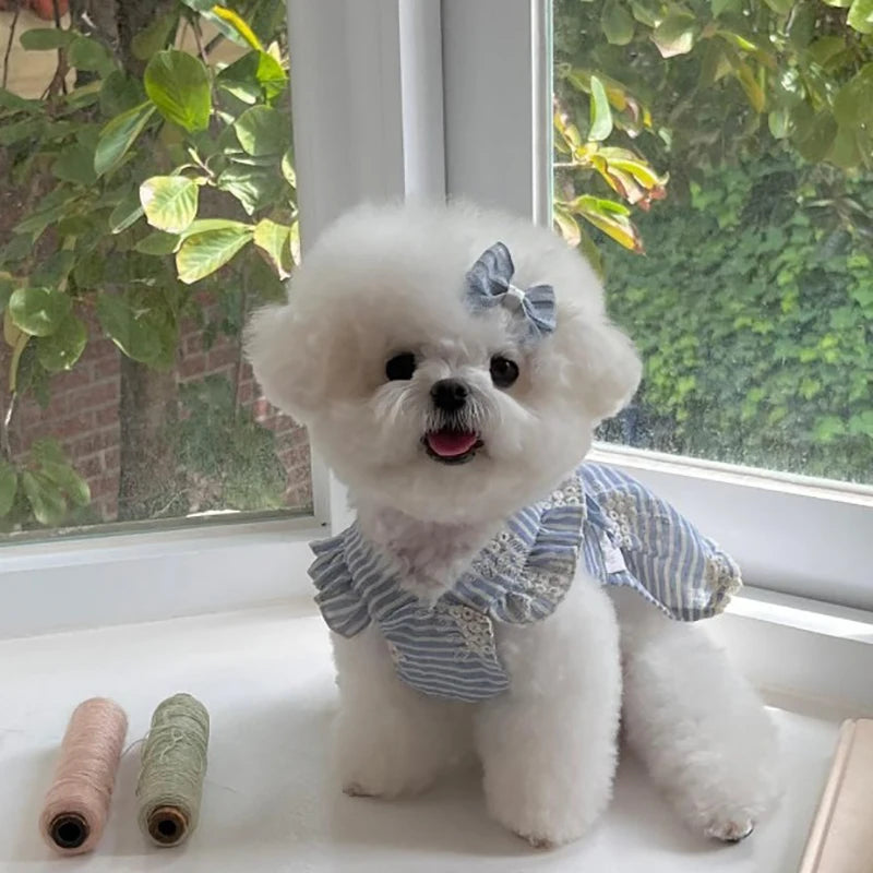 Small white dog wearing a cute blue and white striped pullover pet skirt for spring and summer fashion.