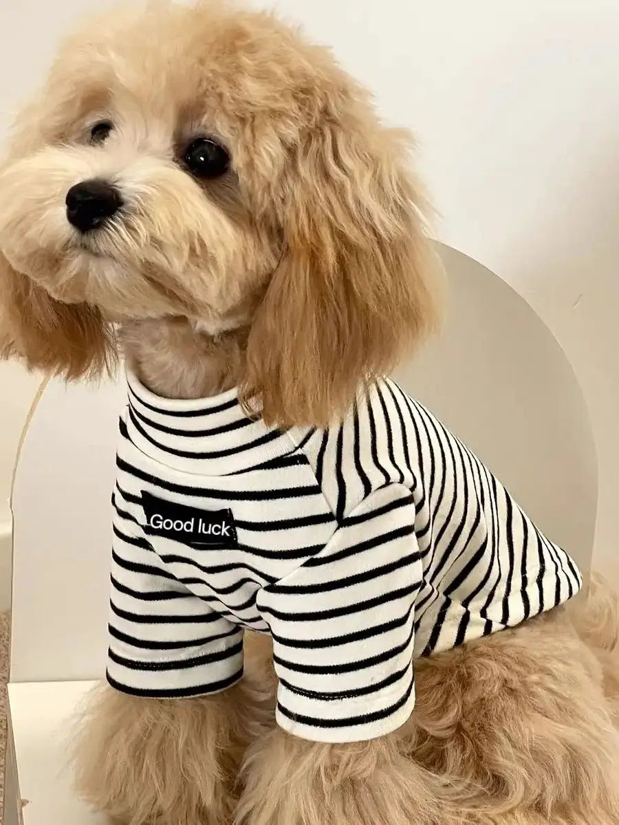 Small dog wearing a cozy black and white striped thermal sweater, perfect for autumn and winter warmth.